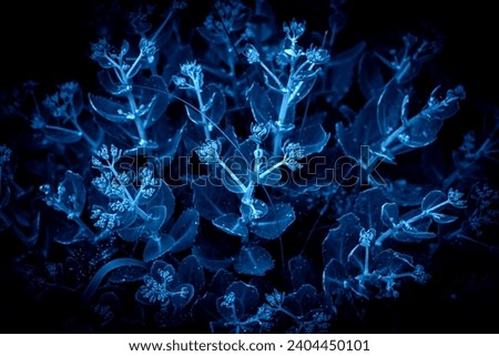 Tropical leaves, abstract nature background, dark blue toned.