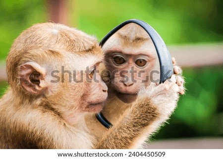A picture of monkey seeing itself in mirror 🪞