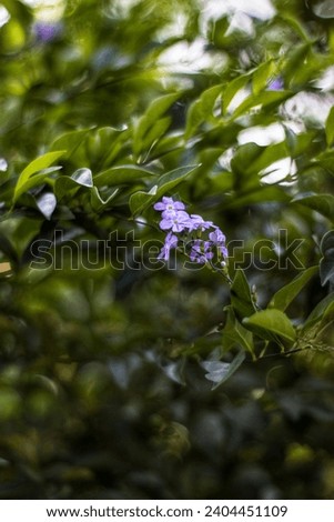 Freylinia tropicala flowers blooming on a tree close up photo