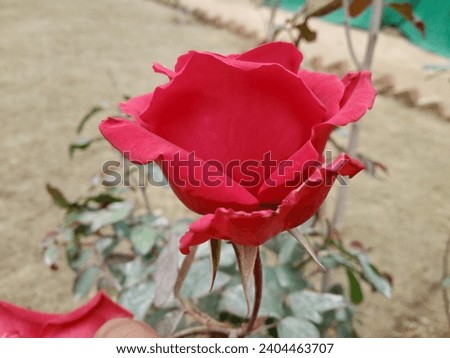 Red rose picture beautiful flower