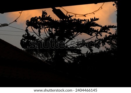 background of scenery with leaves and sky during sunset