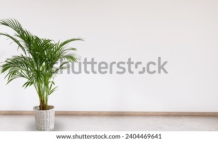 Areca palm Basket Modern Indoor. Living room palm Basket on wall background 