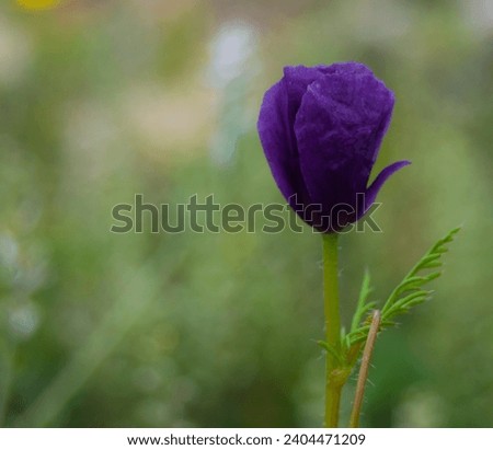 A wonderful flower picture taken in nature by me. purple poppy flower
