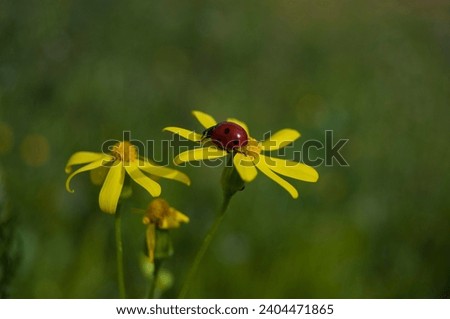 A wonderful flower picture taken in nature by me.A yellow daisy and a ladybug on it