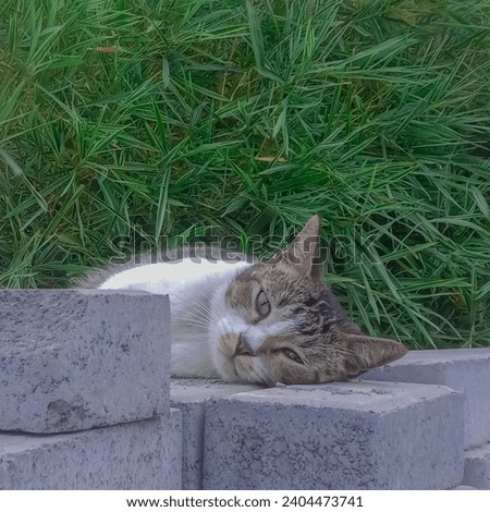 Adorable cat lying on a pile of bricks. Took this pic when I saw a cat rested his body on a bricks in afternoon, the cat staring straight to the camera.