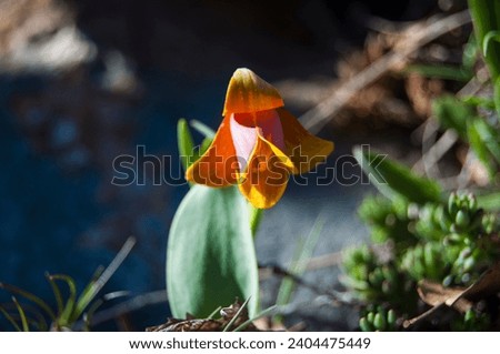
Nature, travel, camping, photo,photooftheday, naturelovers, sunset, flowers. Growth,bud,leaf, beautiful flower, colorfulflower, spring, colors of spring, endemic, flora, petal, skylovers, beauty, flo