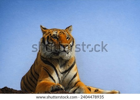 Tiger image and picture photography 