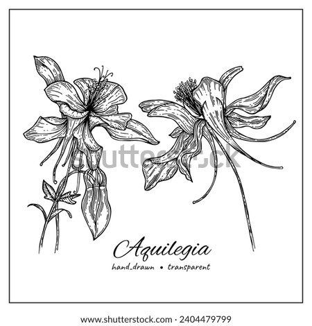 Aquilegia flowers. Hand-drawn botanical illustration of columbine flowers for coloring book, design, decoration. Ink wildflower illustration. Royalty-Free Stock Photo #2404479799