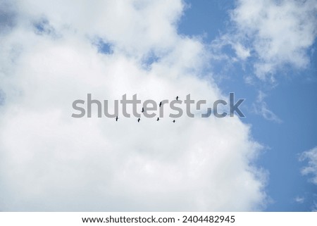 picture of birds flying in the blue sky in the clouds