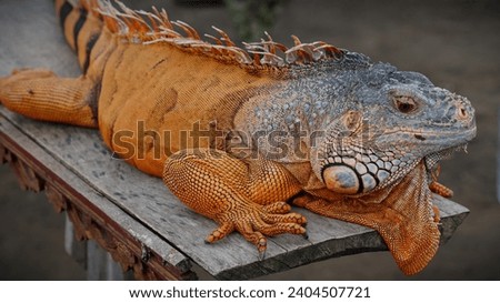 Red Iguana. Photo of  Red Iguana (Iguana iguana) close up Royalty-Free Stock Photo #2404507721