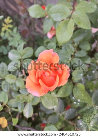 Different types of rose flower picture