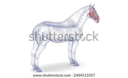 horse skull right side muscles anatomy medical 3d illustration