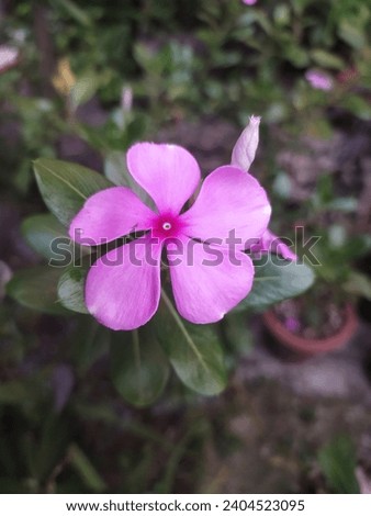 Noyontara flower. Very beautiful  Noyontara flower. image of JPEG format. A close up of a flower.