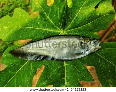 different angle view of knife fish notopterus in green leaf in nice blur green background, bronze featherback chitala fish HD