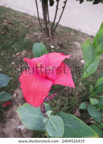 Canna Indica Flower. A close up of a flower. Image of jpeg format.