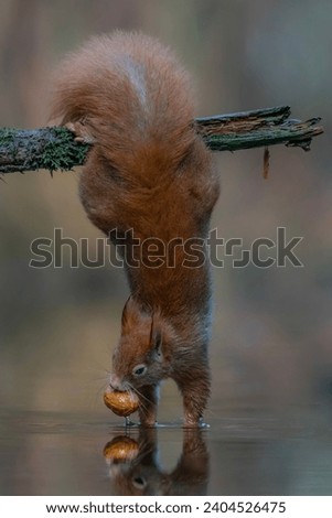 Eurasian red squirrel (Sciurus vulgaris) is hanging upside down to collect food in the forest of the Netherlands. A red squirrel hangs precariously from a branch over a pond.                          