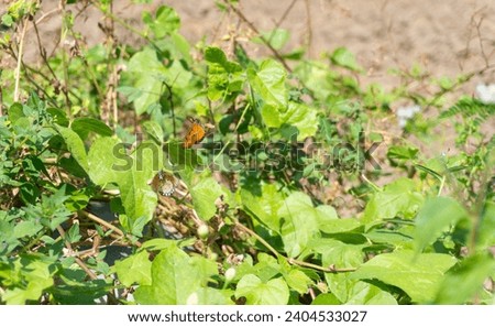 Daytime butterflies perch on bright green leaves.