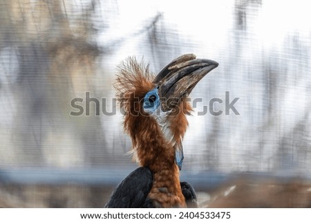 Black Casqued Hornbill, Ceratogymna atrata, adorns African canopies with its impressive casque. A symbol of strength and wilderness, this hornbill commands attention in the heart of the jungle.
