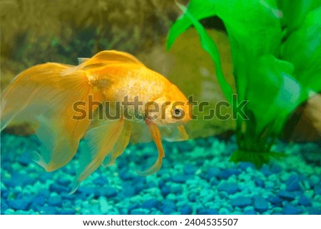Goldfish gold fish in aquarium