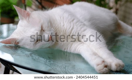 Cute white cat paw, adorable cat pose when sleeping