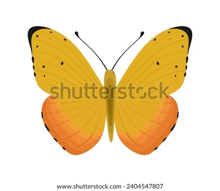 Orange Sulphur butterfly from family Pieridae. Lovely colorful insect with antenna, black spotted wings. Beautiful flying moth, top view. Flat cartoon vector illustration isolated on white background