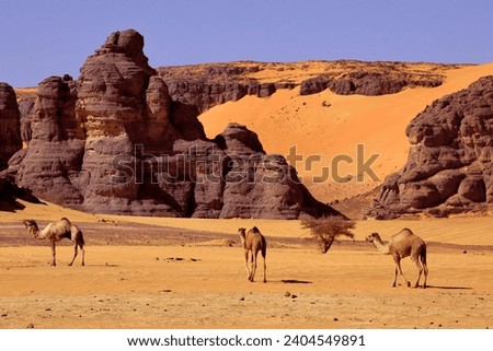 SAND DUNES AND ROCK FORMATIONS IN THE SAHARA DESERT IN THE PROVINCE OF TADRART ROUGE IN ALGERIA Royalty-Free Stock Photo #2404549891