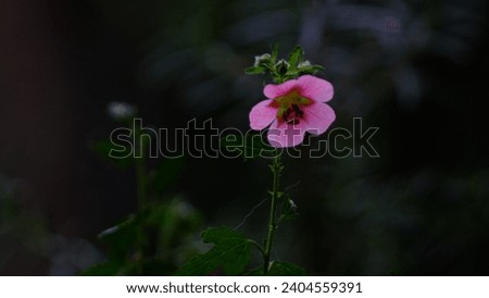 Closeup photos of pink and small Hibiscus flowers, daisies in summer