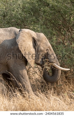 Male African elephant eating grass, Kruger national park, South Africa