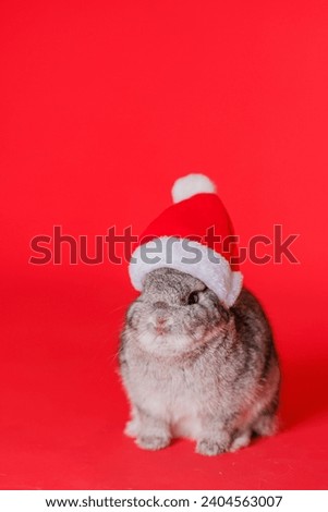 Rabbit for Christmas  red background 