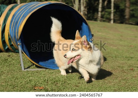 Corgi dog doing agility. Corgi leaving the tunnel