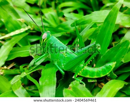 Oxya Serville or green grasshoppers perched on green grass with a blurred lawn grass background. Royalty-Free Stock Photo #2404569461