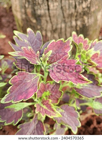 The texture of the coleos plant with purple leaves and green leaf edges. nature concept