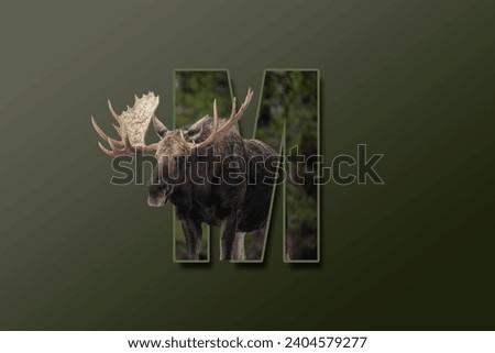 The letter M is embedded with a picture of the animal Moose. Great animal background.