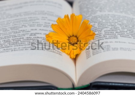 Daisy flower on the book. The concept of summer reading, romantic sentimental literature. Royalty-Free Stock Photo #2404586097