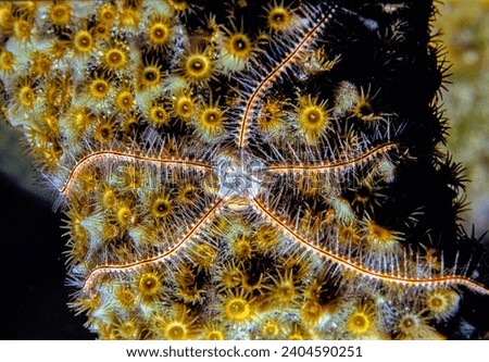 Brittle stars, serpent stars, or ophiuroids are echinoderms in the class Ophiuroidea, starfish.  Royalty-Free Stock Photo #2404590251