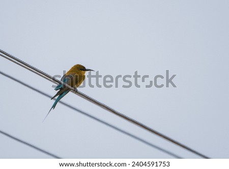 beautiful photograph of green blue coloured bee eater small bird perched on live electric wire wallpaper background india tamilnadu isolated calm lonely serene sanctuary kerala white sky backdrop 