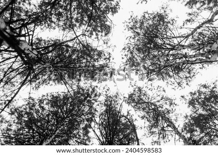 Background of spruce branches against the sky in the forest. Photography, landscape, abstraction.