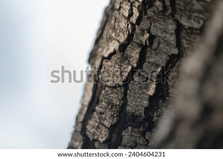 fire ants on a tree  bark
