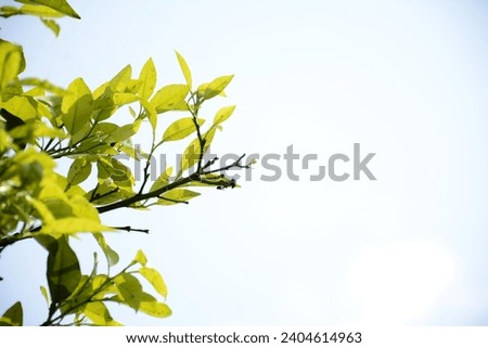 Closeup of beautiful  wild clematis against on the tree with green leaves whit background Royalty-Free Stock Photo #2404614963