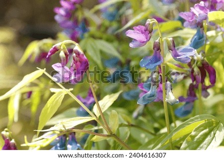 Spring vetchling is al plant in the genus Lathyrus. It has beautiful red pink and blue flowers. Royalty-Free Stock Photo #2404616307