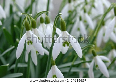 Closeup of fresh Common Snowdrops (Galanthus nivalis) blooming in the spring. Wild flowers field. Early spring concept. Royalty-Free Stock Photo #2404616659