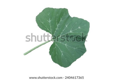 green pumpkin leaves on a white background