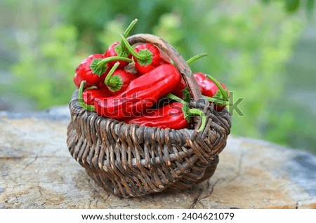 Wicker basket containing freshly picked red pepper pepperoncini of the species Capsicum annuum. Royalty-Free Stock Photo #2404621079