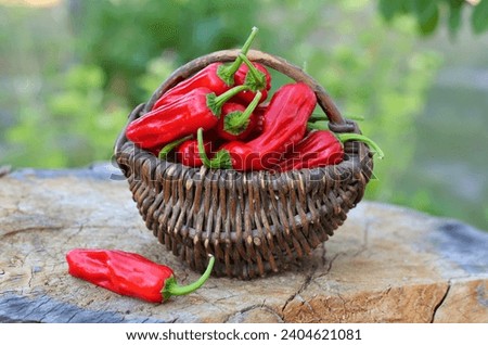 Red slightly hot pepper Pepperoncini Greek of the species Capsicum annuum in a wicker basket. Royalty-Free Stock Photo #2404621081