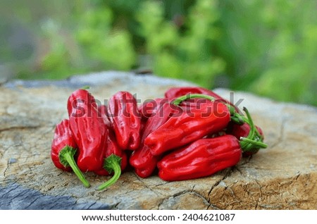 Red slightly hot pepper Pepperoncini Greek of the species Capsicum annuum. Royalty-Free Stock Photo #2404621087