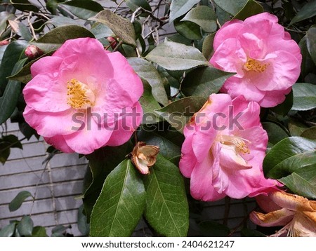 Camellia Japonica growing in New York