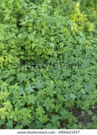 Cirebon 24 December 2023, beautiful and fresh green leaves Royalty-Free Stock Photo #2404621457