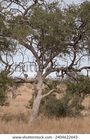Two leopard cubs in the wild climbing on a tree, Kruger national park, South Africa