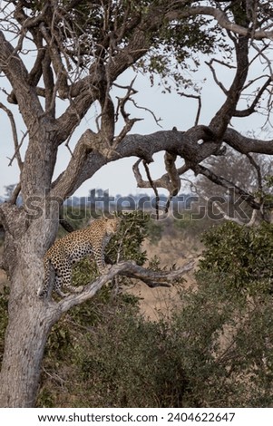 Female leopard standing on a tree branch, Kruger national park, South Africa