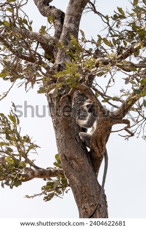 African baboon monkey standing on a tree, Kruger national park, South Africa